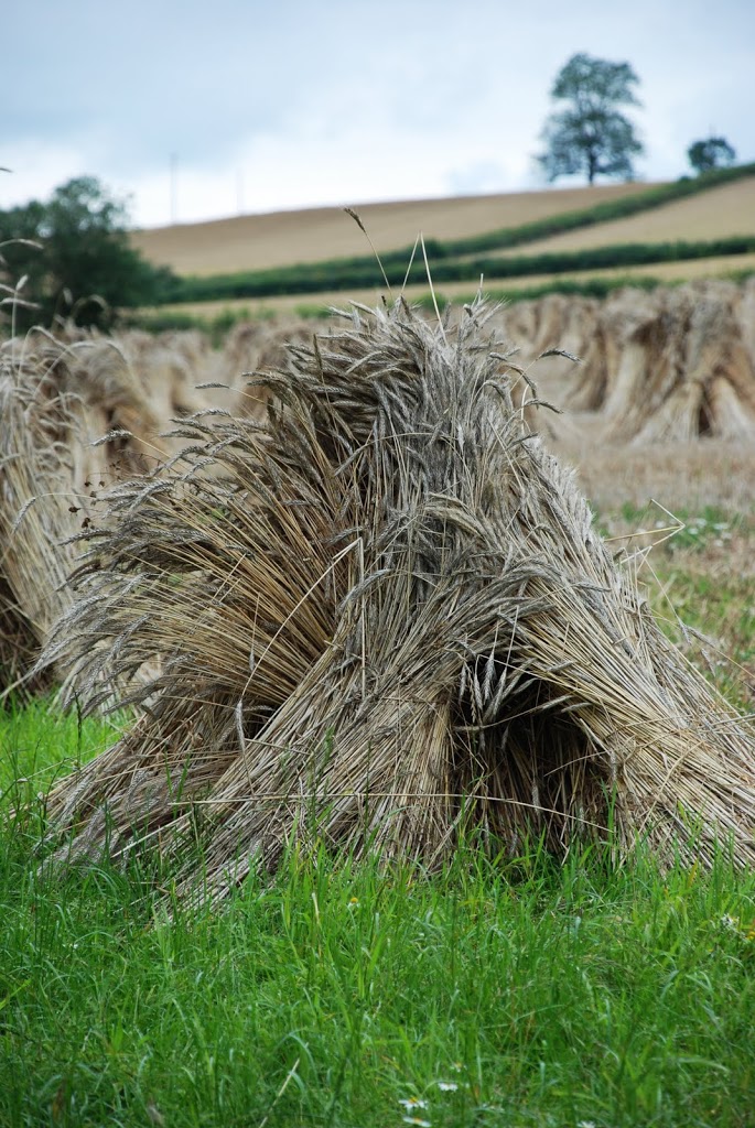Wheat drying in a field to make thatch