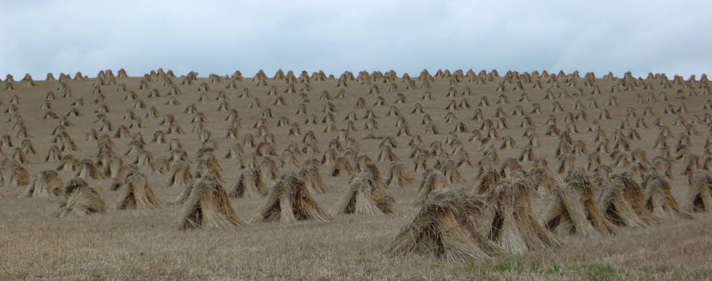 Combed wheat in a thatch field