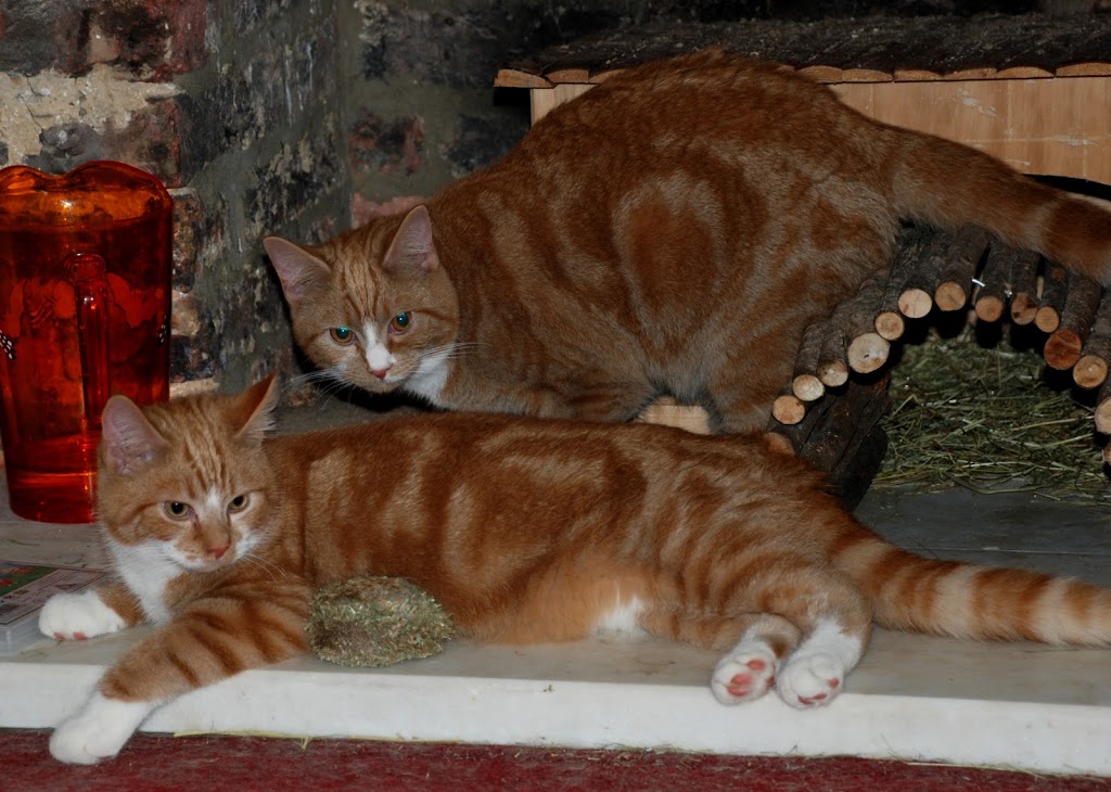 IMage Of Two Ginger Tabby Cats