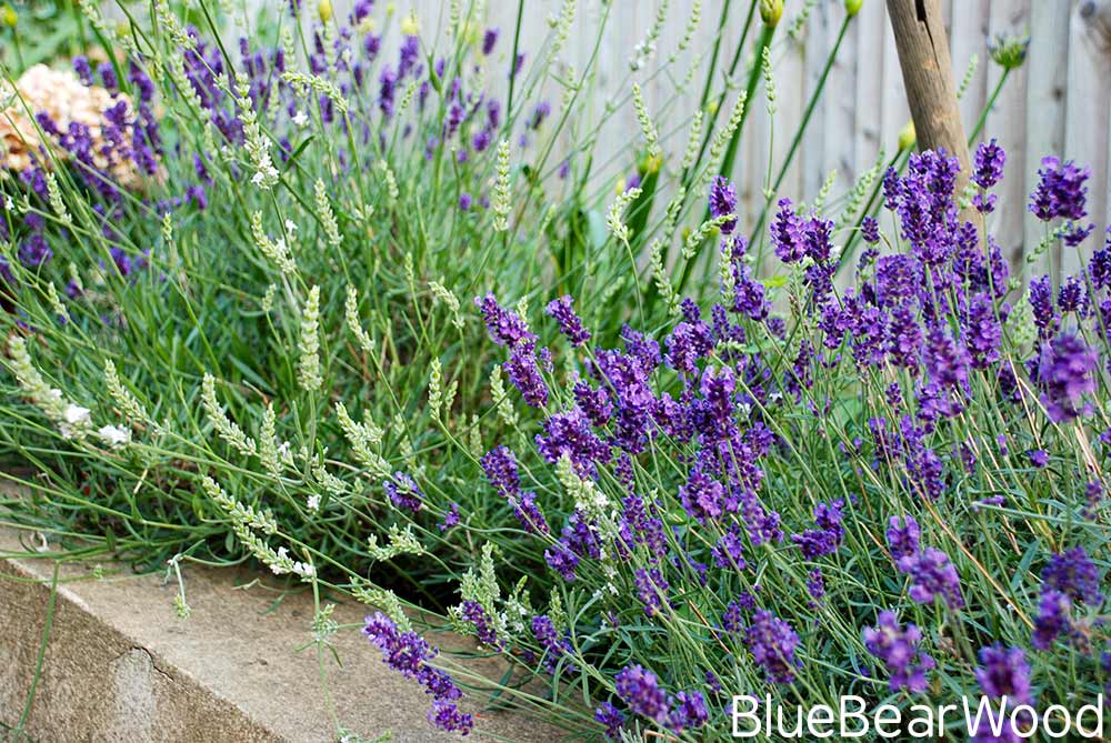 Lavender Growing In The Garden