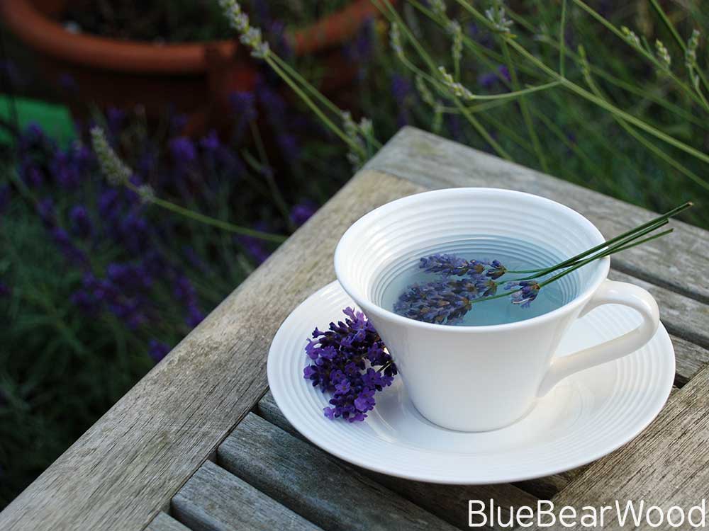 Usinf Fresh Lavender to make tea