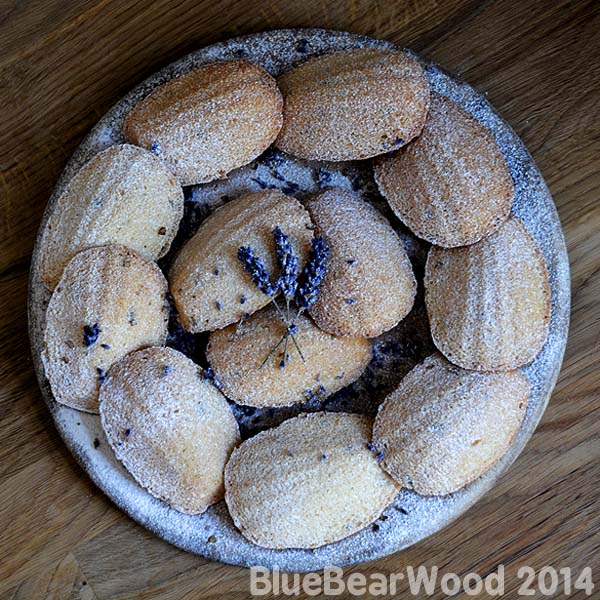 Lavender Madeleines