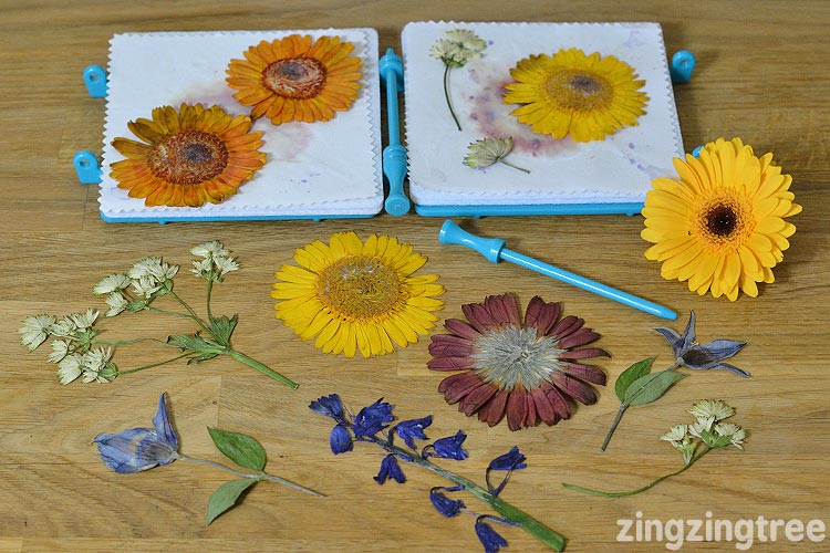 Dried Flowers