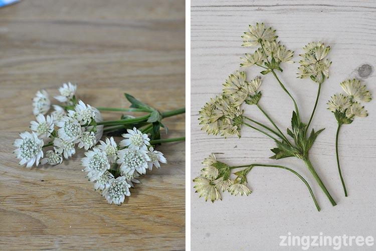 Dried Flowers Using The Microwave