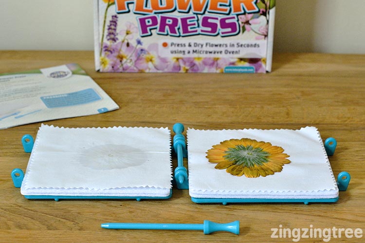 Pressed-Germini-flower