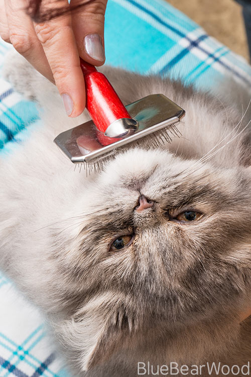 How to care for your cat