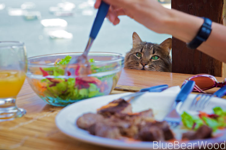How to feed your cat